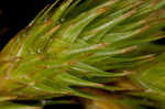 Broom sedge